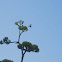 Agave plant in full bloom