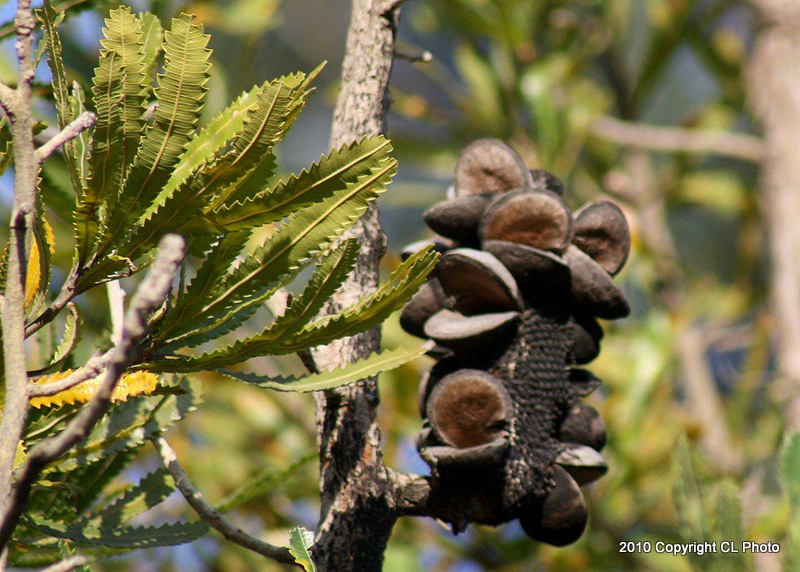 Banksia  (Seed Pod)