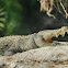 Mugger crocodile