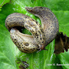 Leopard Slugs (mating)