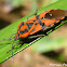 Spilostethus pandurus