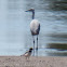 Little Egret; Garceta Común