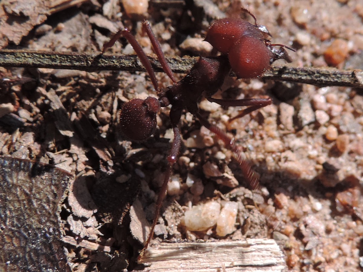 Saúva / Leaf-cutting ant