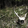 White-Tailed Deer Skull