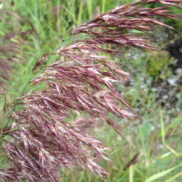 Common Reed | Project Noah