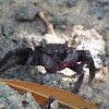 Tree-climbing crab