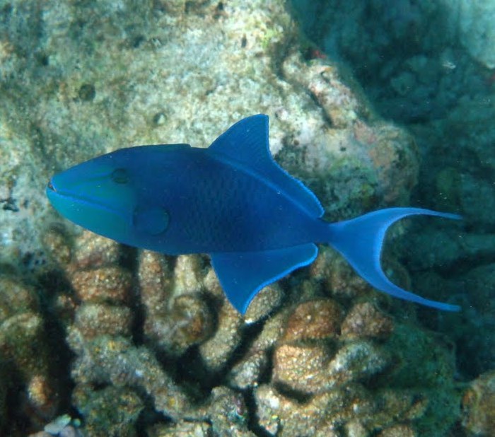 Red tooth trigger fish