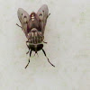 Horse fly
