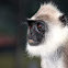 Gray Langur