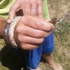 Prairie Kingsnake