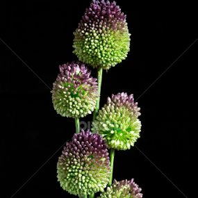 FLOWER BALLS by Oma Sjon - Flowers Flowers 2011-2013