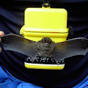 island bat