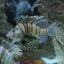 Volitans Lionfish