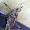 Eastern lubber grasshopper - adult