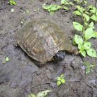 Wood Turtle