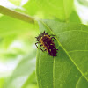 Ninfa de joaninha (Ladybug's nymph)