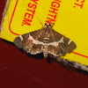 Beetworm Moth
