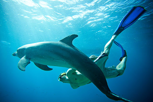 Curacao-dolphin-swim - The Curacao Dolphin Academy offers six different programs to interact and swim with these gentle animals.