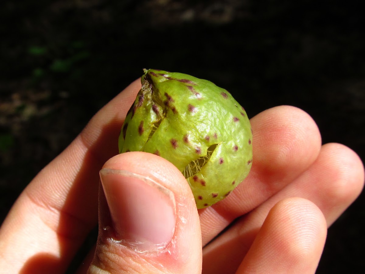 Larger Empty Oak Apple Wasp Gall