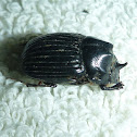 Dung Beetle Scarab