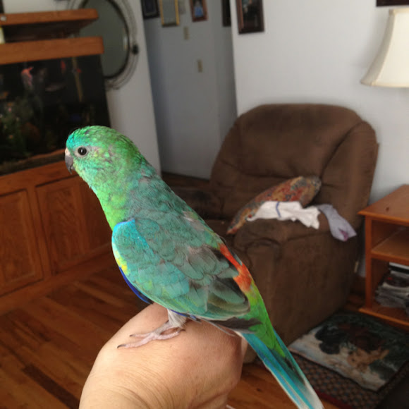 What Is A Red Rump Parakeet? , Red Rump Parakeets: A Guide To Their ...