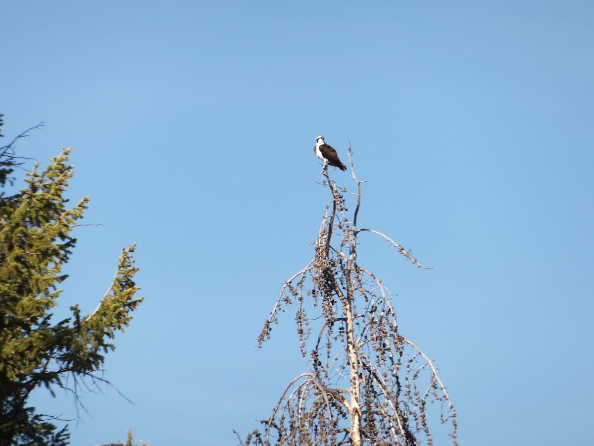 Osprey