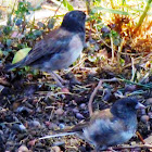 Dark Eyed Junco