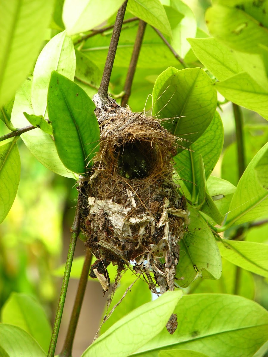Purple Rumped Sunbird Nest