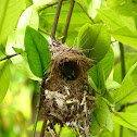 Purple Rumped Sunbird Nest