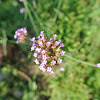 Tall Verbena or Purpletop Vervain