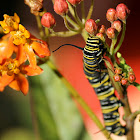 monarch caterpillar & Asclepias curassavica