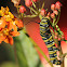 monarch caterpillar & Asclepias curassavica