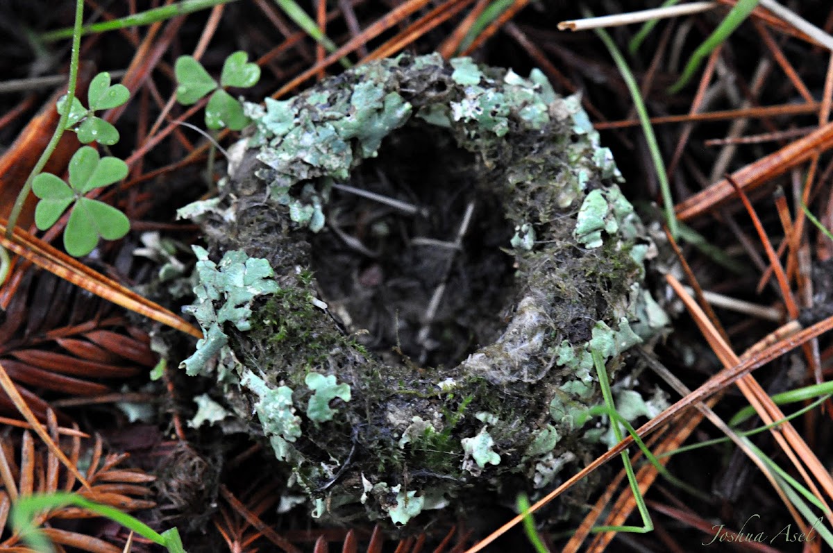 HummingBird Nest