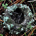 HummingBird Nest