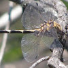 Gray Sand-dragon dragonfly