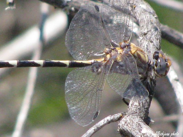 Gray Sand-dragon dragonfly