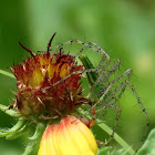 Green lynx spider