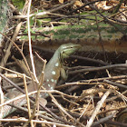 Bonaire whiptail lizard