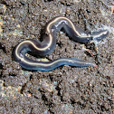 Native blue flatworms