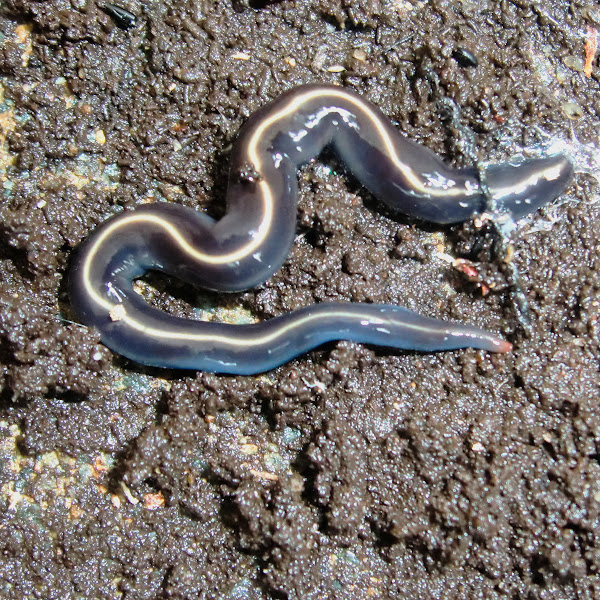 Native blue flatworms Project Noah