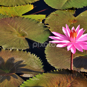 lotus & her shadow by Iyus Djuhara - Flowers Single Flower