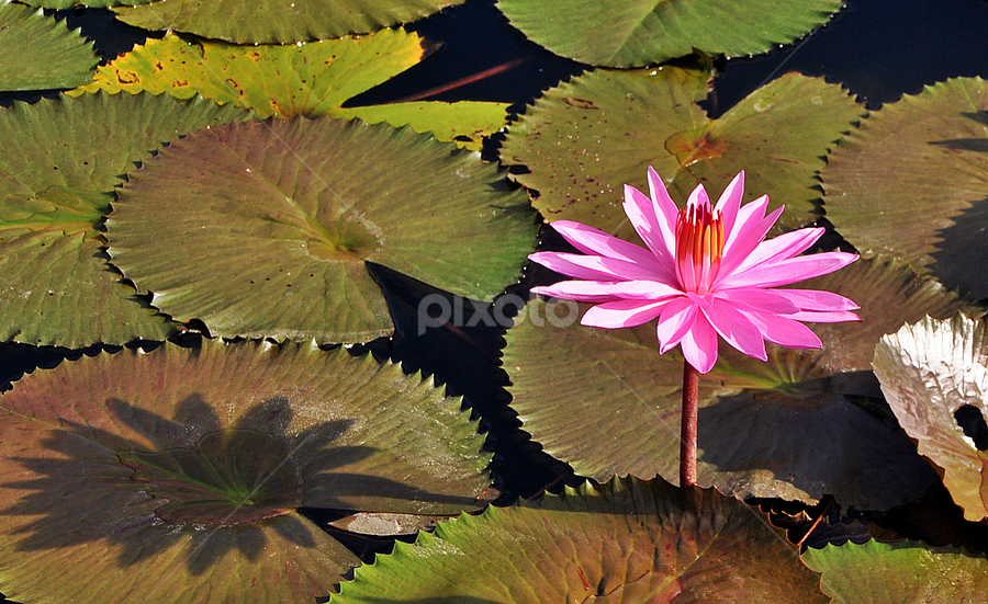 lotus & her shadow by Iyus Djuhara - Flowers Single Flower