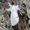 White Satin Moth