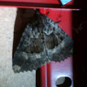 Old lady moth