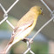 Lesser Goldfinch    female
