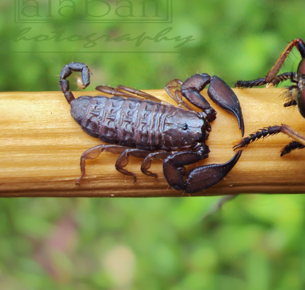 Dwarf Wood Scorpion Project Noah