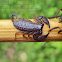 Dwarf Wood Scorpion