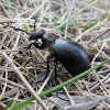 Violet oil beetle