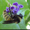 American Bumblebee     male