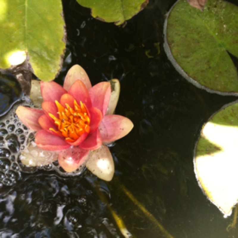 Water lilly